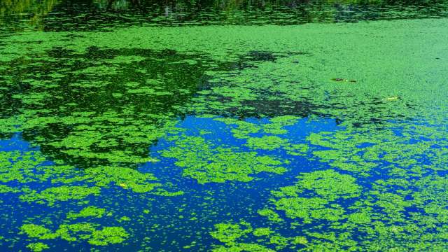 A pond covered with green algae reflecting blue sky and surrounding greenery.