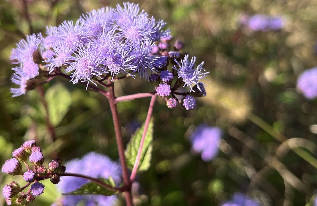 Blue mistflower.