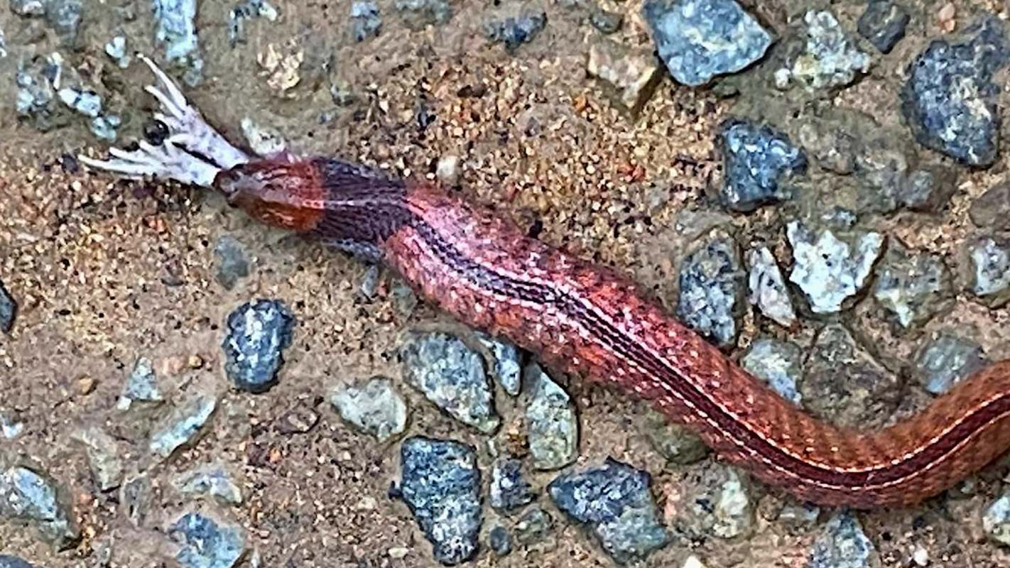 A red-and-black snake feeding on prey.