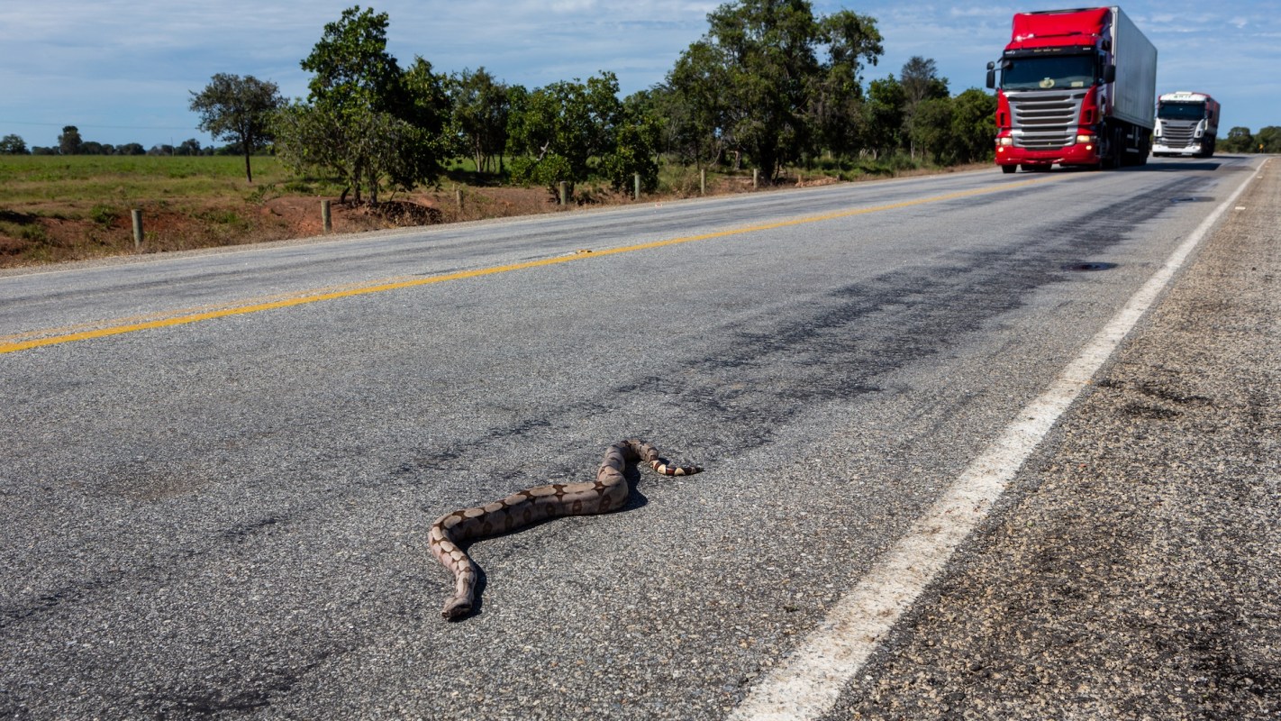 A snake lies on a road with trucks passing in the background.
