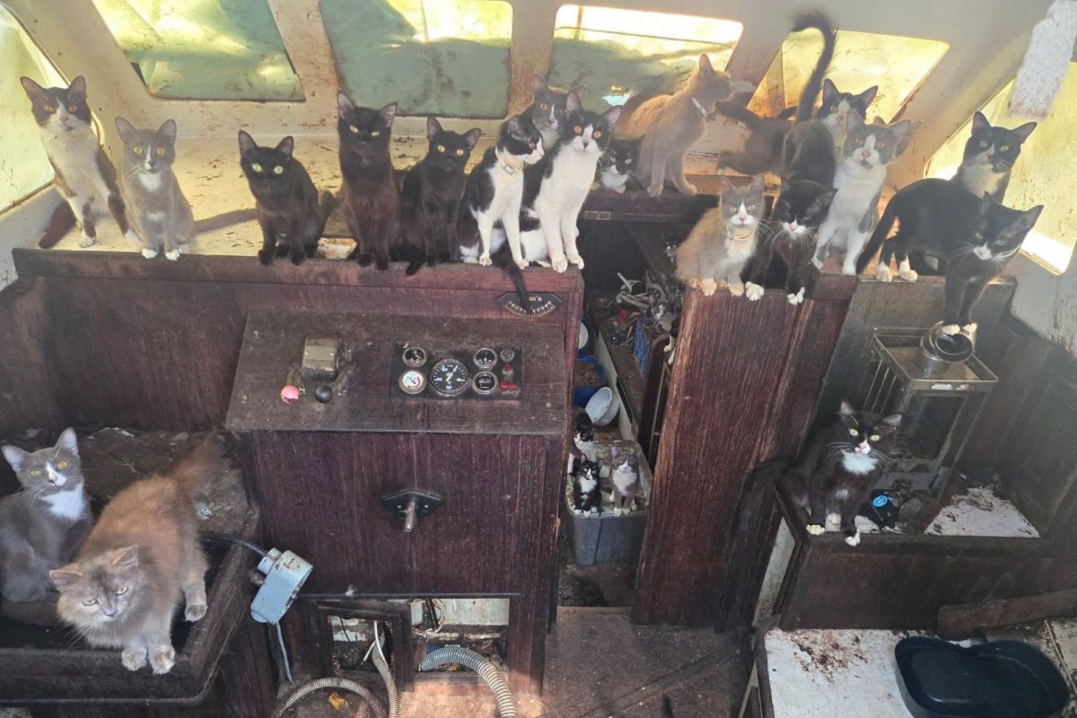 A group of cats sits on wooden surfaces inside an old boat.