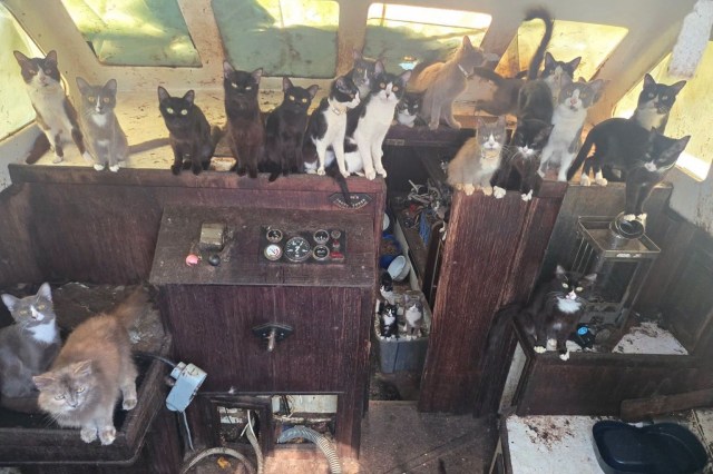A group of cats sits on wooden surfaces inside an old boat.