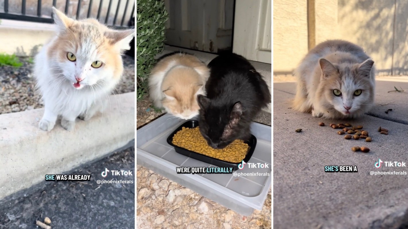 Three images featuring cats: one cat sitting outside, two cats eating from a bowl, and a cat near scattered cat food.