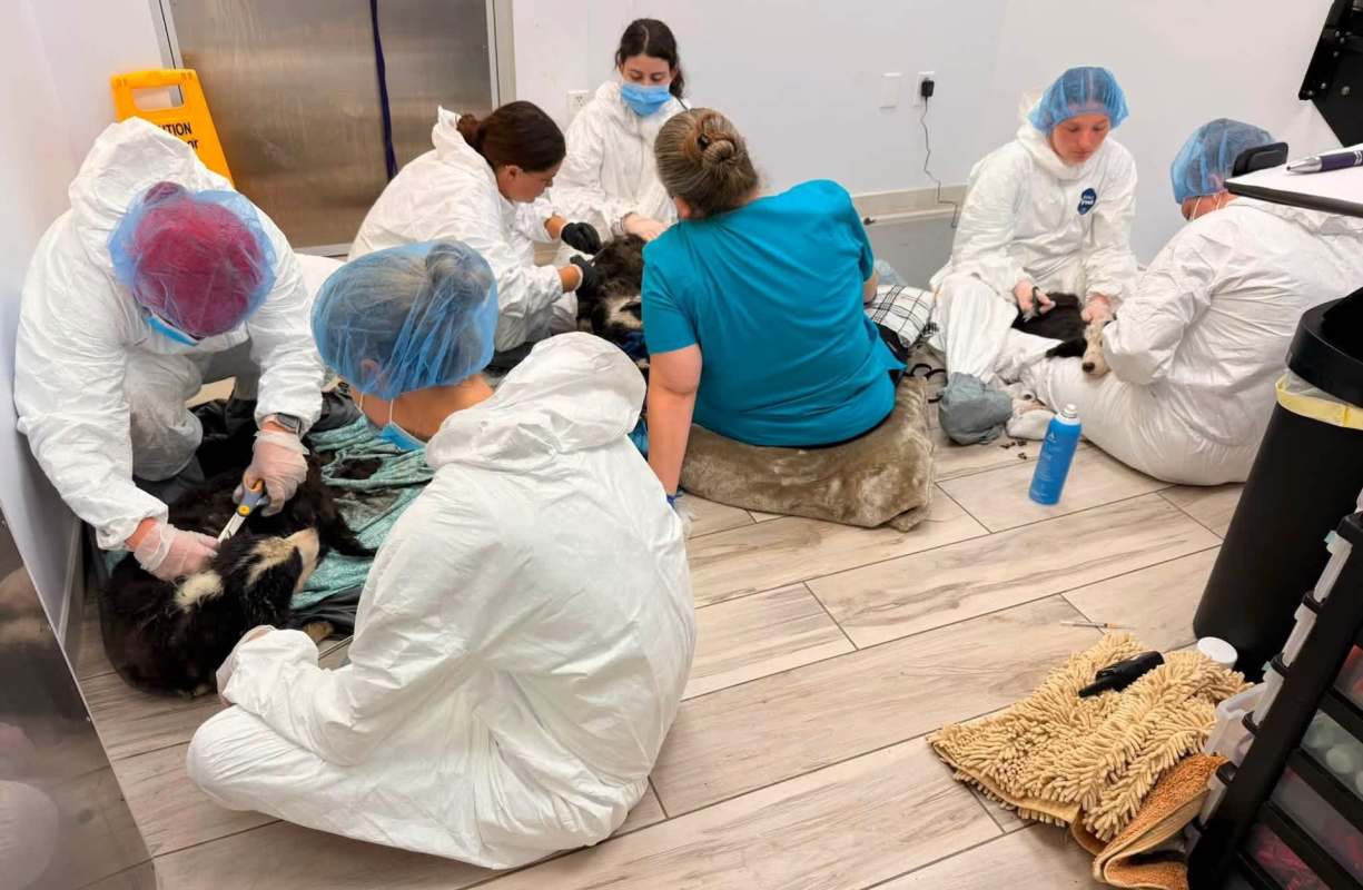 A group of people in protective clothing attends to animals on the floor in a clinical setting.