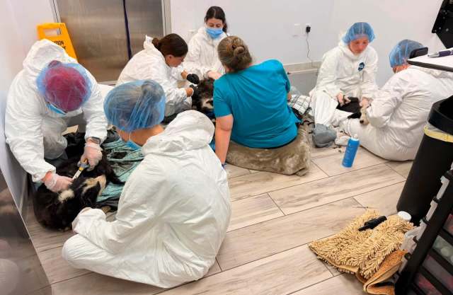 A group of people in protective clothing attends to animals on the floor in a clinical setting.