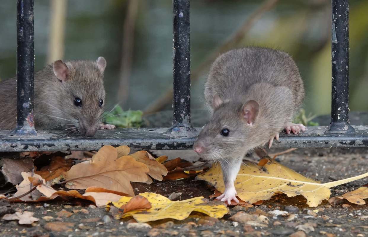 Two rats are exploring fallen leaves near a black metal fence.