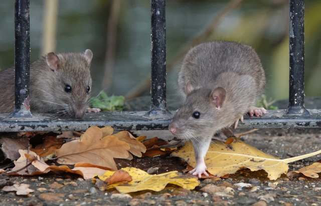 Two rats are exploring fallen leaves near a black metal fence.
