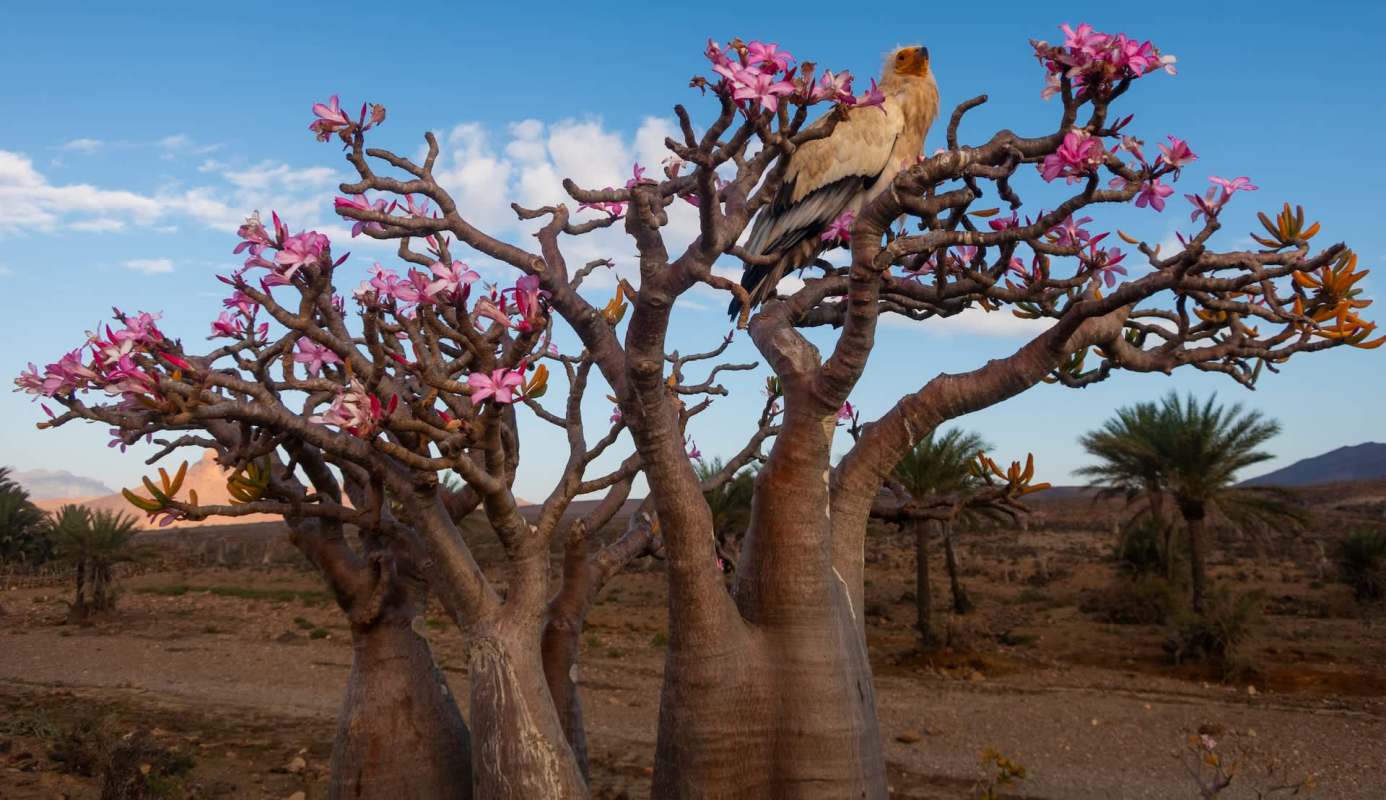 A bird perched on a flowering bottle tree with a desert landscape in the background.
