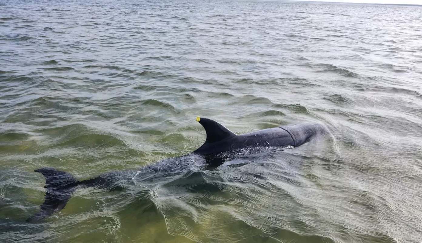 A dolphin swims in shallow water with a tag visible on its dorsal fin.