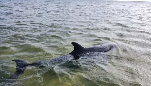 A dolphin swims in shallow water with a tag visible on its dorsal fin.