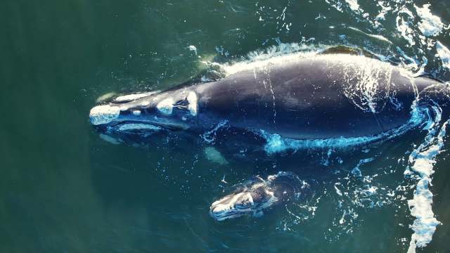 A whale and whale calf.
