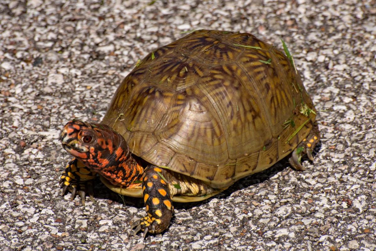 A three-toed box turtle.
