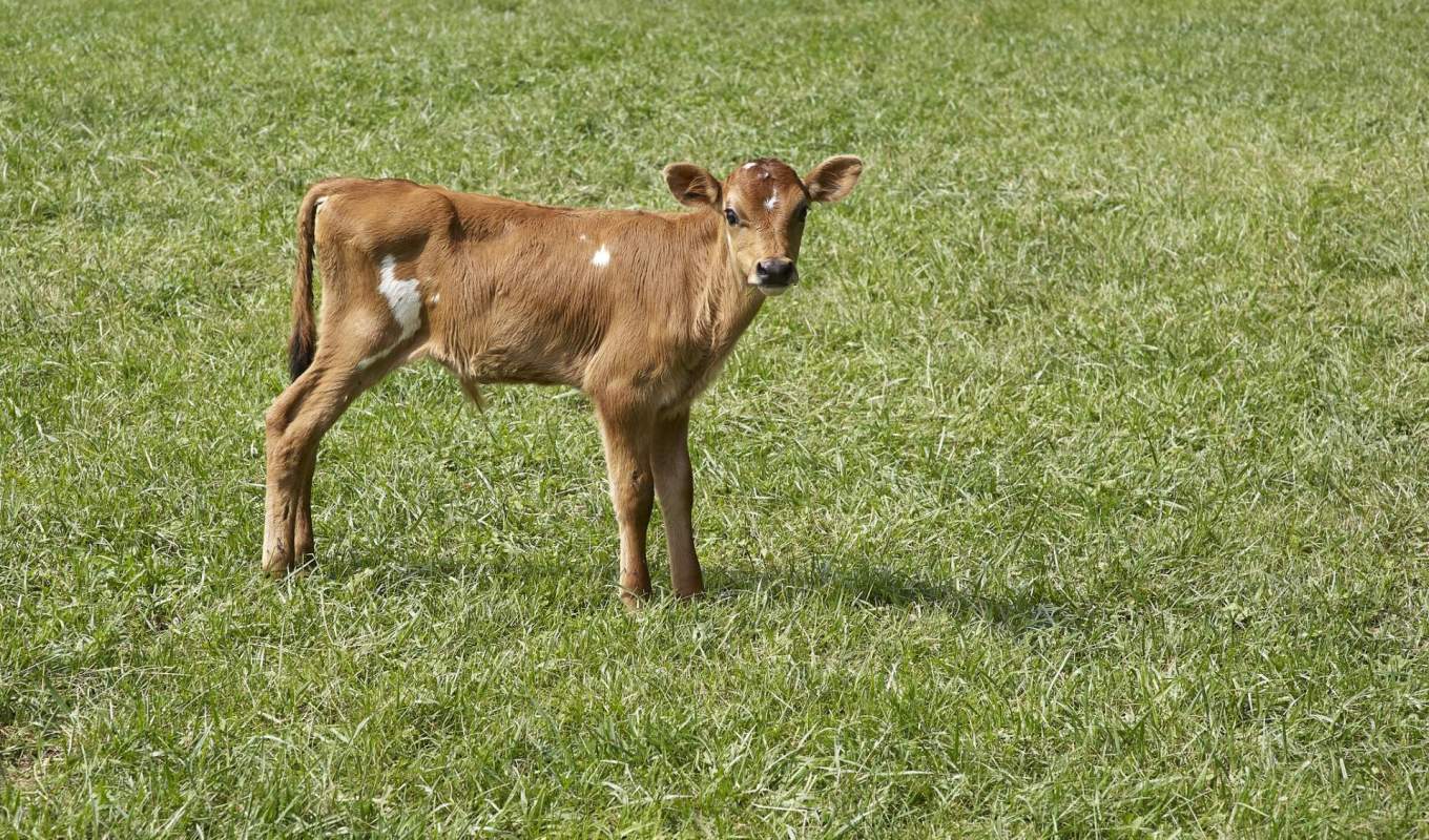 A brown cow calf.