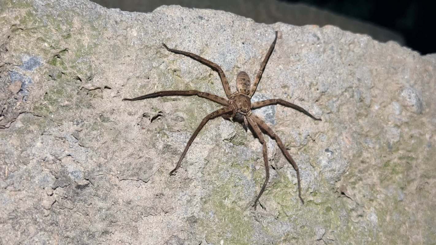 A brown spider with long legs on a textured rock surface.