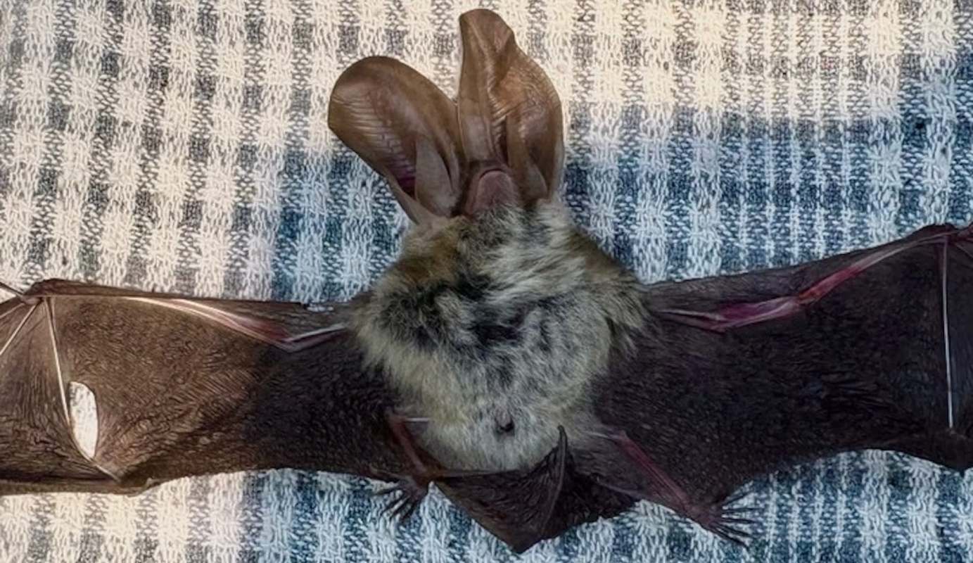 A brown long-eared bat.