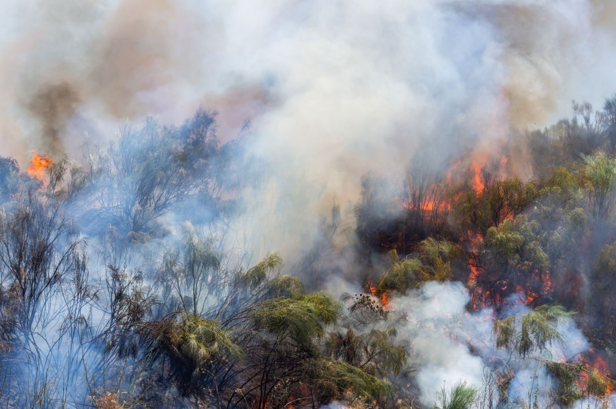 Burning brush.