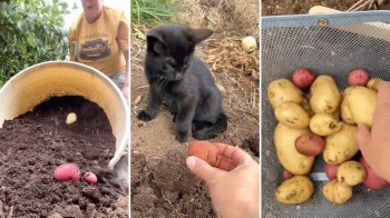 A cat sits near freshly harvested potatoes in a garden.