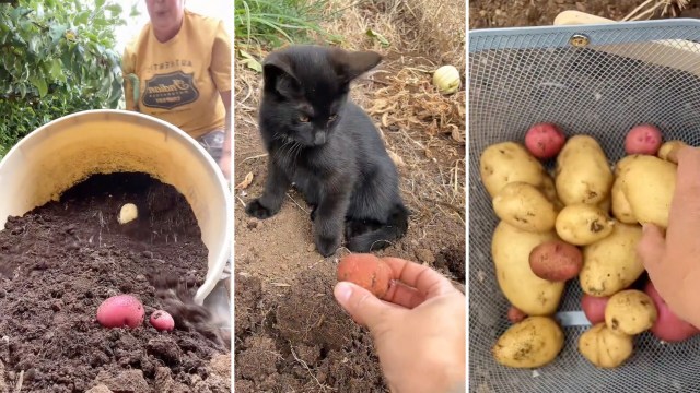 A cat sits near freshly harvested potatoes in a garden.