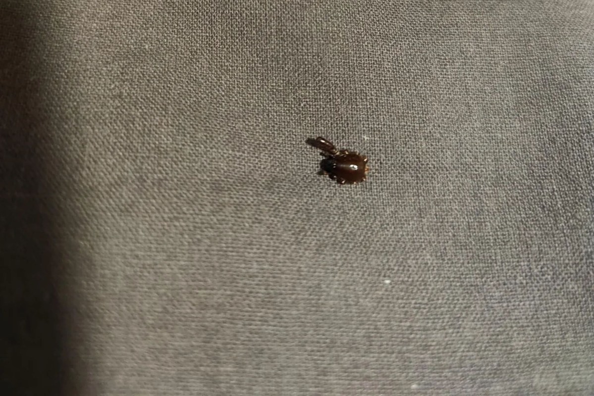 A small brown insect on a textured gray surface.