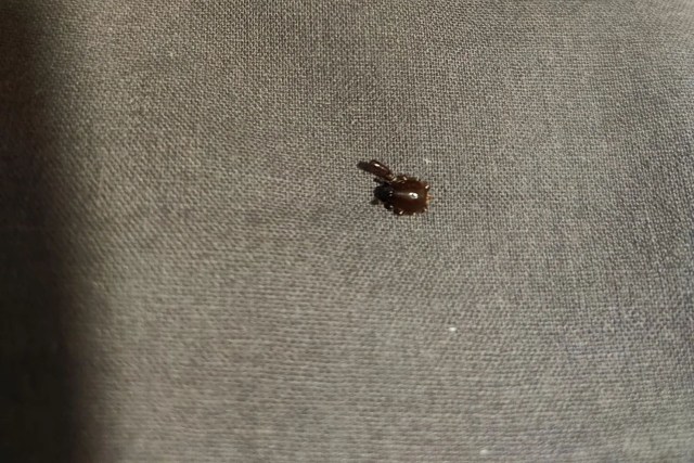 A small brown insect on a textured gray surface.