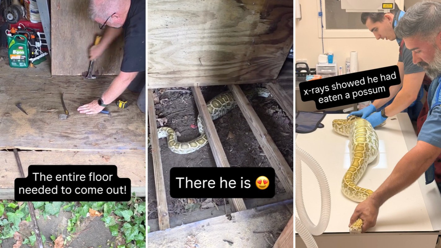 A person removes floorboards to reveal a snake beneath and a veterinary team examines the snake with x-rays.