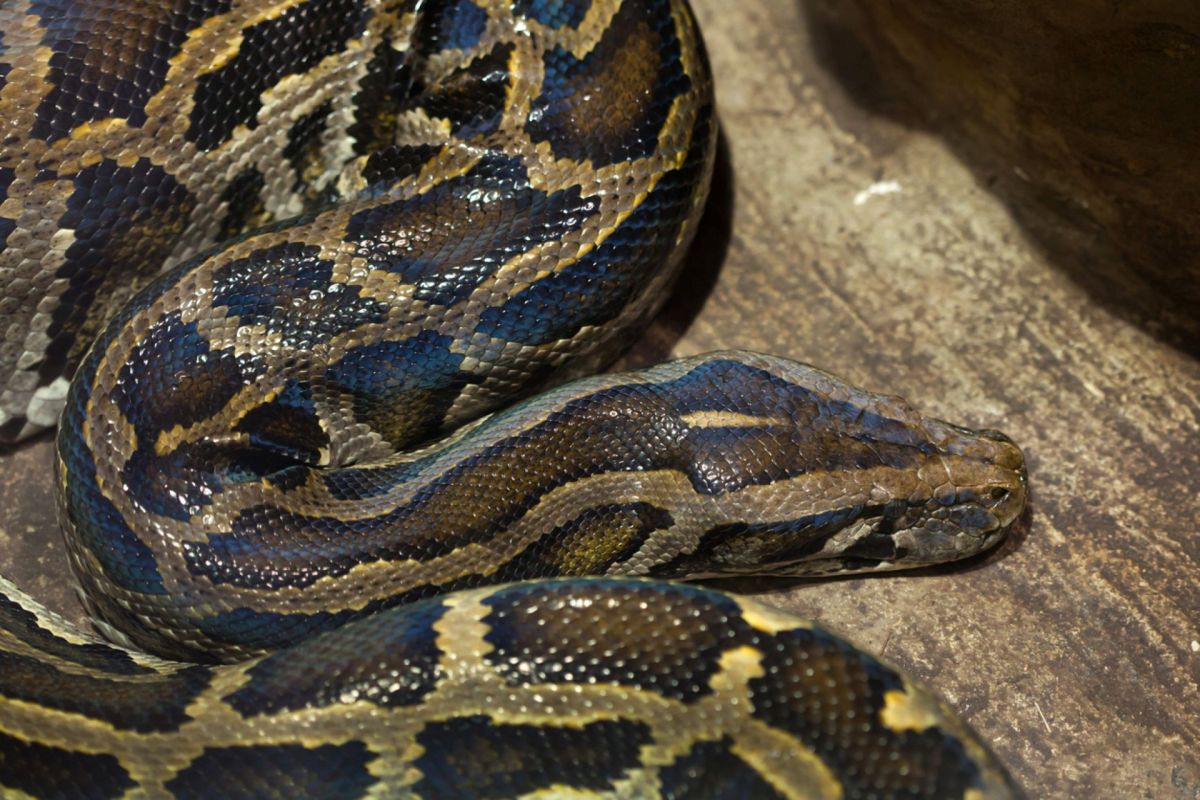 A Burmese python.
