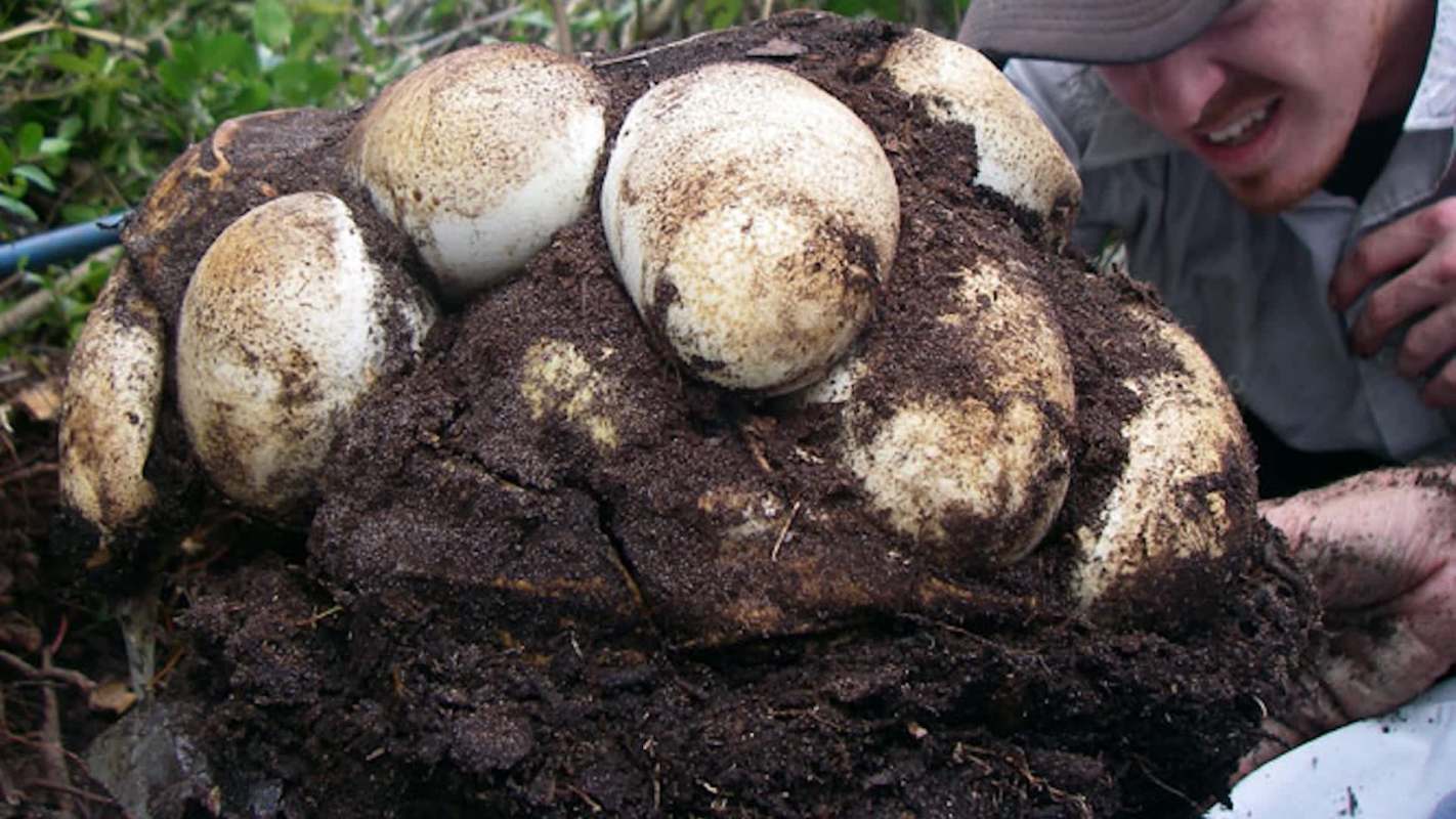 A person examines a large clutch of python eggs.