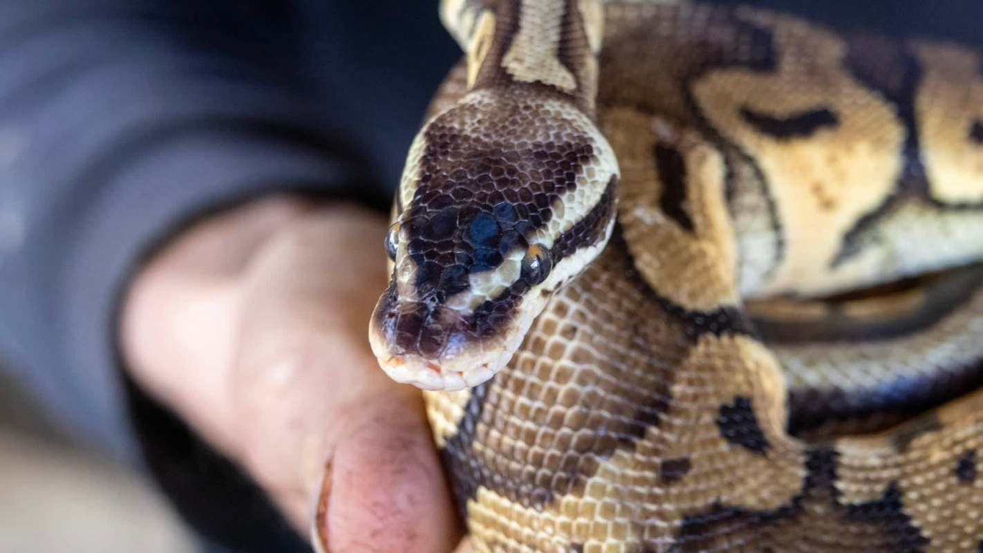 A snake is held in a person's hand, showcasing its patterned skin.