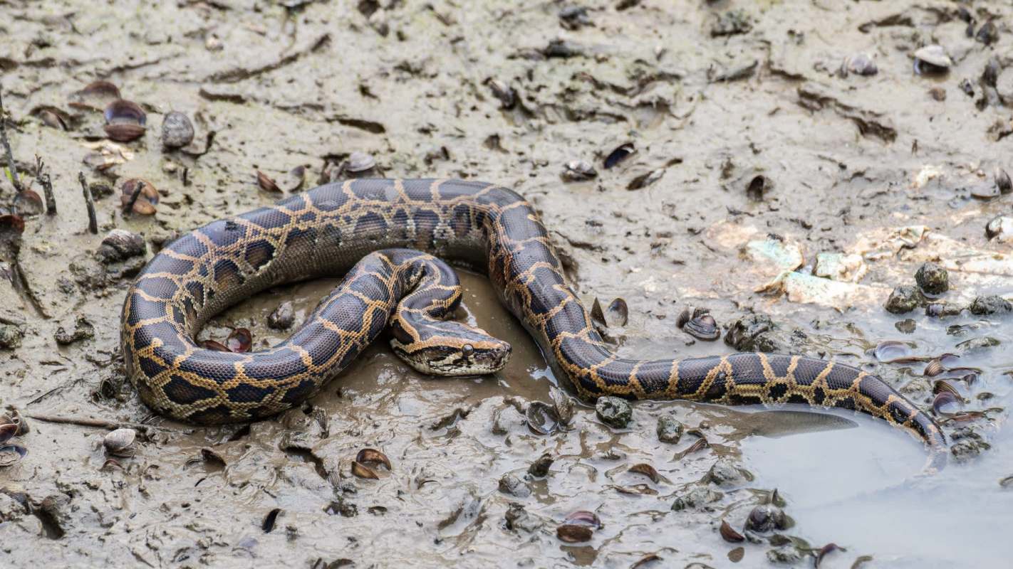A Burmese python on muddy ground.