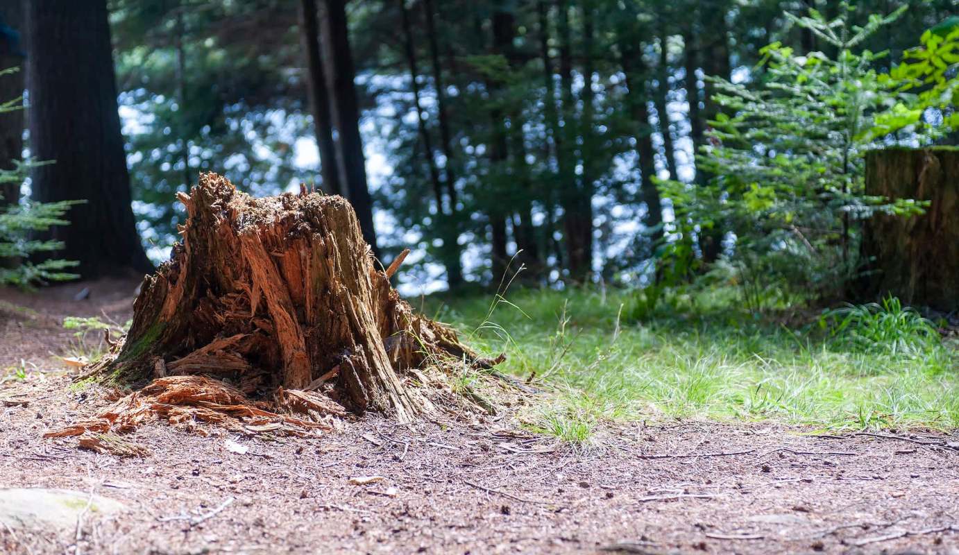 A tree stump surrounded by grass and trees in a forested area.