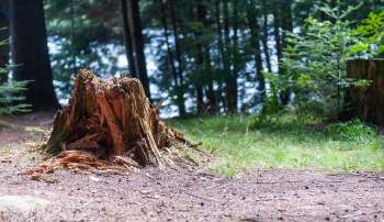 A tree stump surrounded by grass and trees in a forested area.