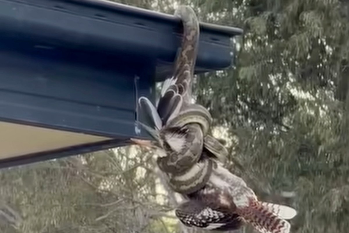 A python clings to the edge of a roof while wrapping around a kookburra.