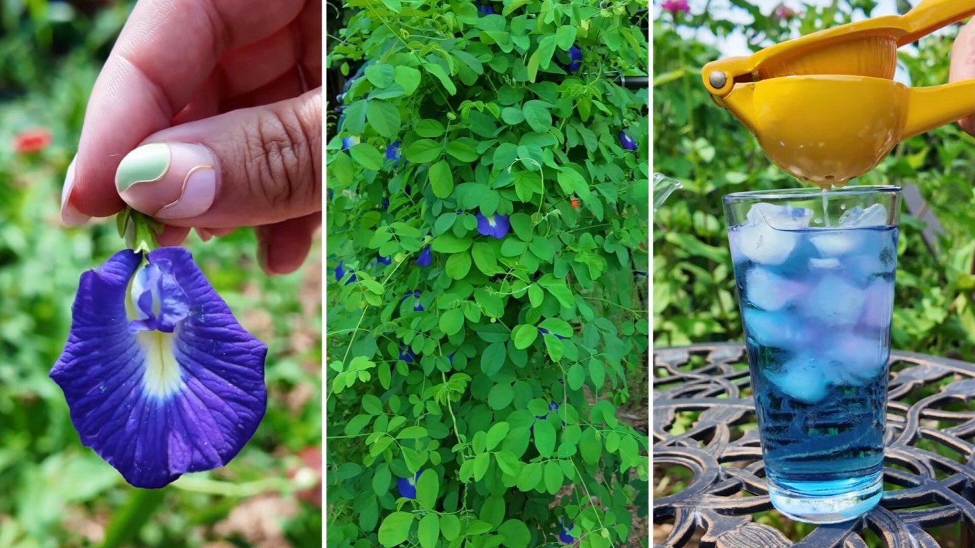 A butterfly pea flower being steeped to make electric-blue tea.