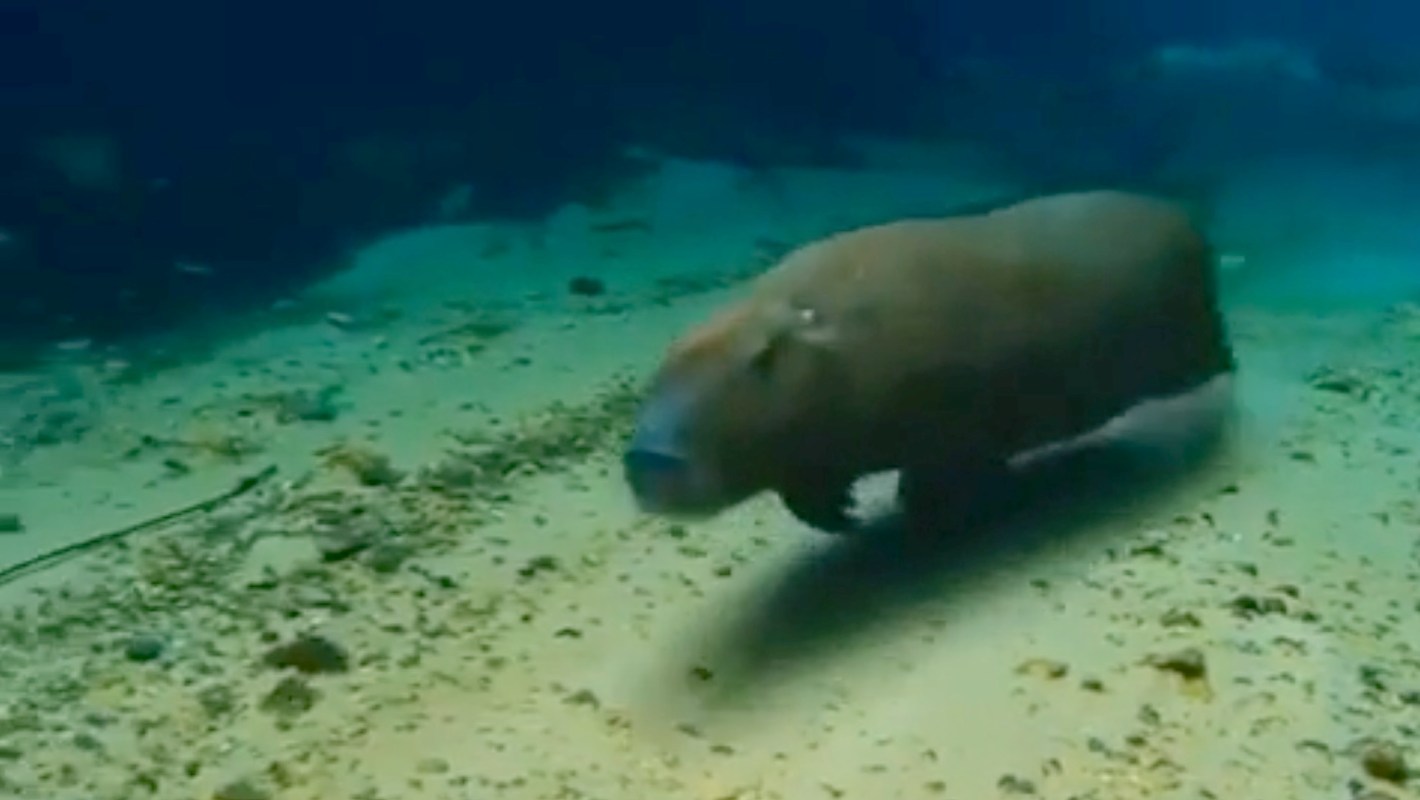 A capybara at the bottom of a river.