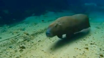 A capybara at the bottom of a river.