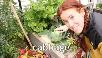 A gardener standing in front of cabbage.