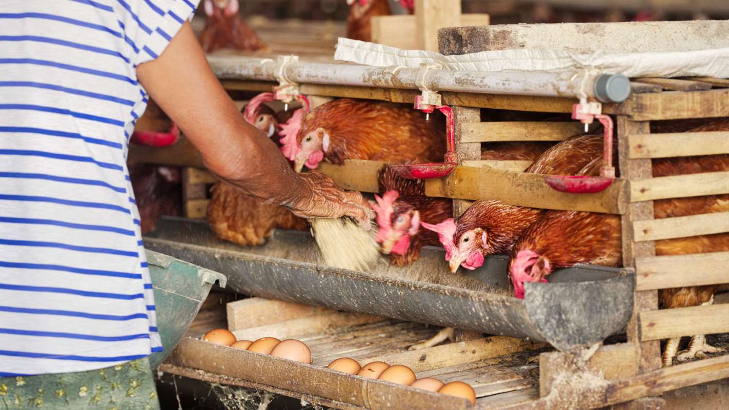 A person feeds chickens in a poultry farm with eggs visible in a tray below.