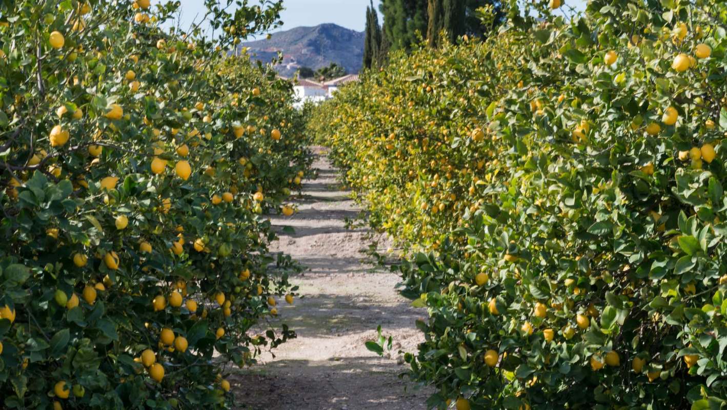 A pathway through a lemon orchard with trees full of yellow lemons.