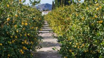 A pathway through a lemon orchard with trees full of yellow lemons.
