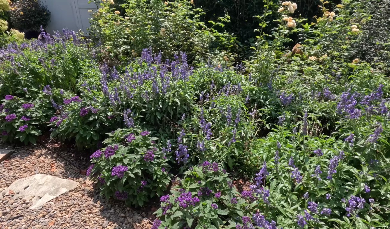 Purple heliotrope flowers.