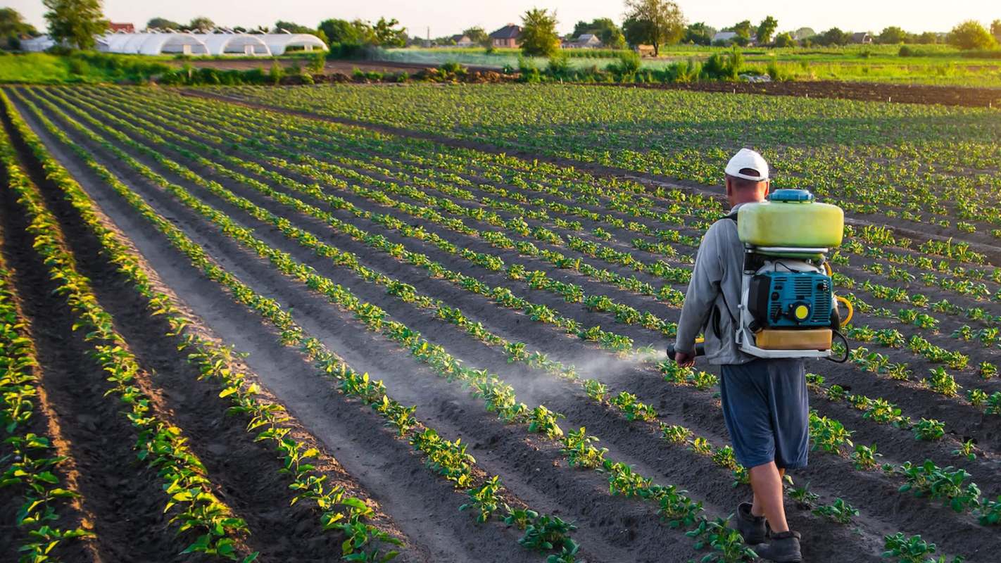 A person sprays pesticide in a field of young plants.