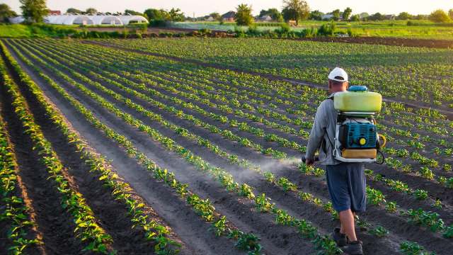A person sprays pesticide in a field of young plants.