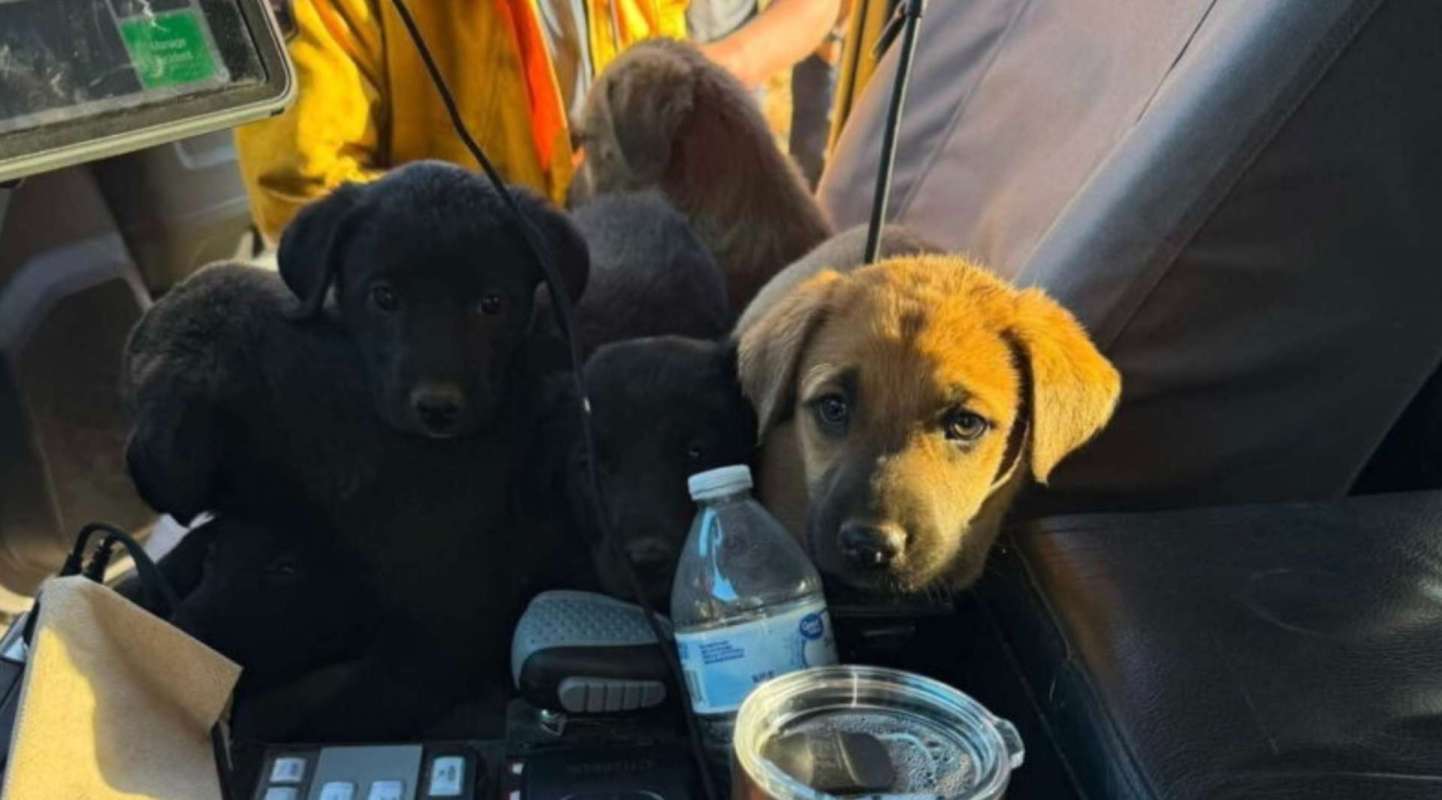Rescued puppies in a vehicle.