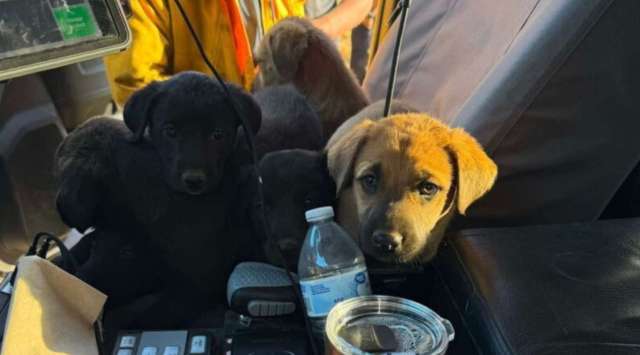 Rescued puppies in a vehicle.