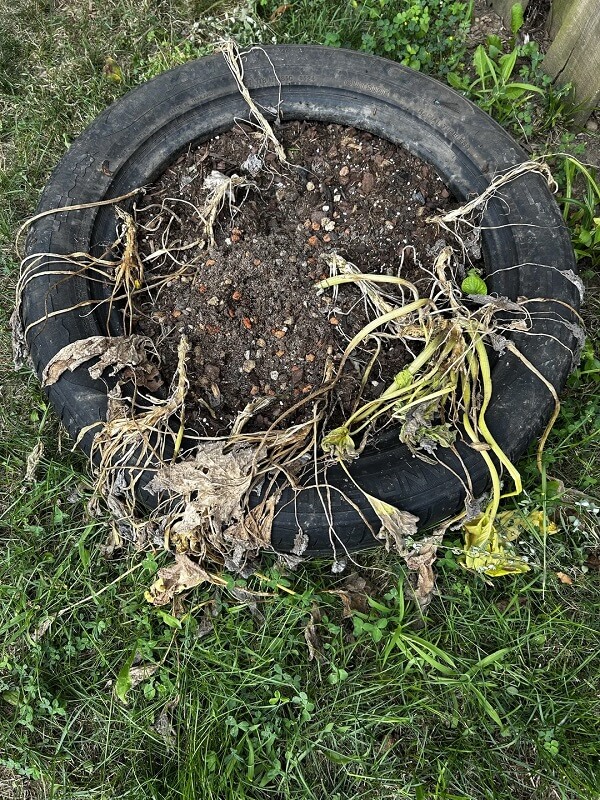 A tire planter with wilted, dry plants and exposed soil.