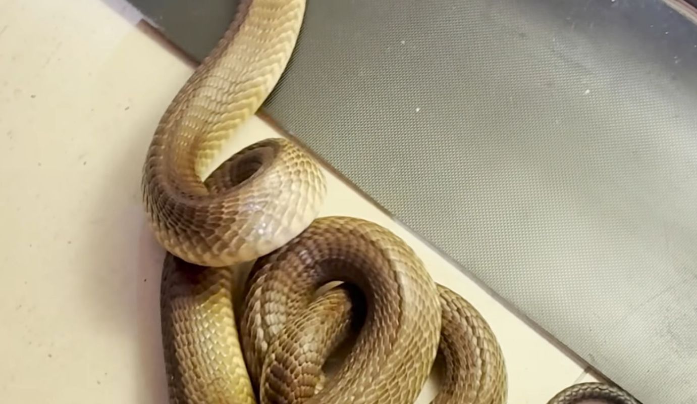 A cape cobra.
