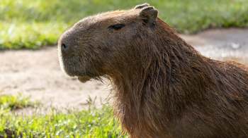 A capybara sitting on the ground with green grass in the background.