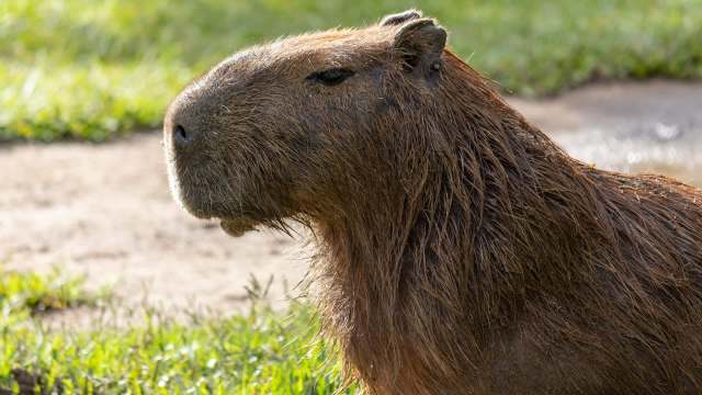 A capybara sitting on the ground with green grass in the background.