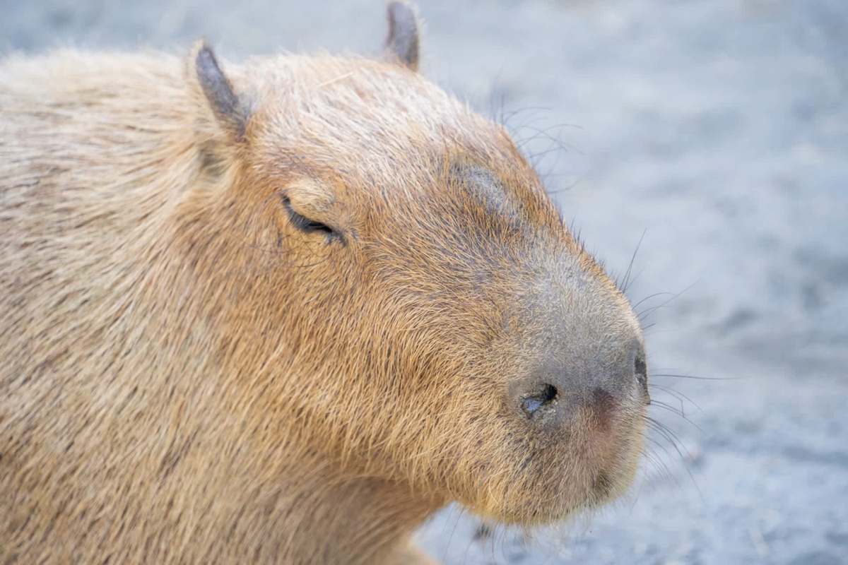 A capybara with eyes closed rests on the ground.