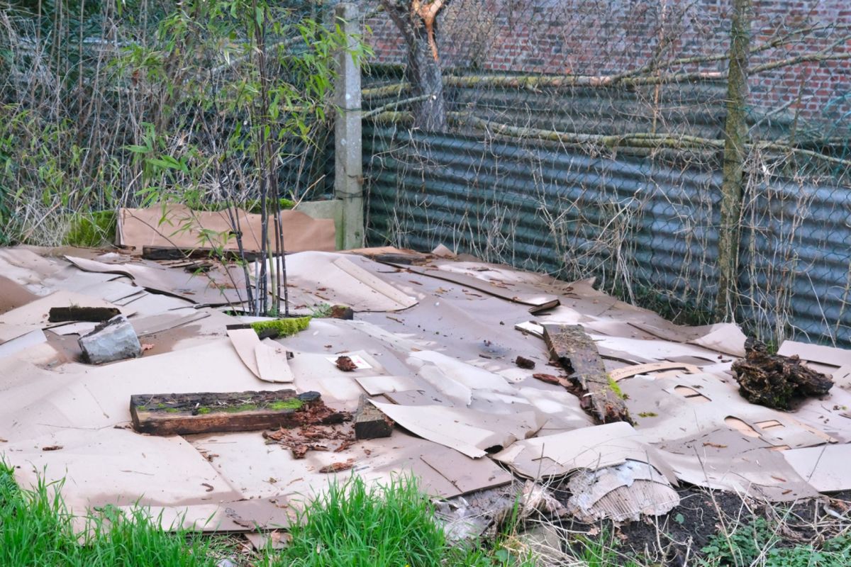 A patch of ground covered with cardboard, wood pieces, and sparse vegetation.